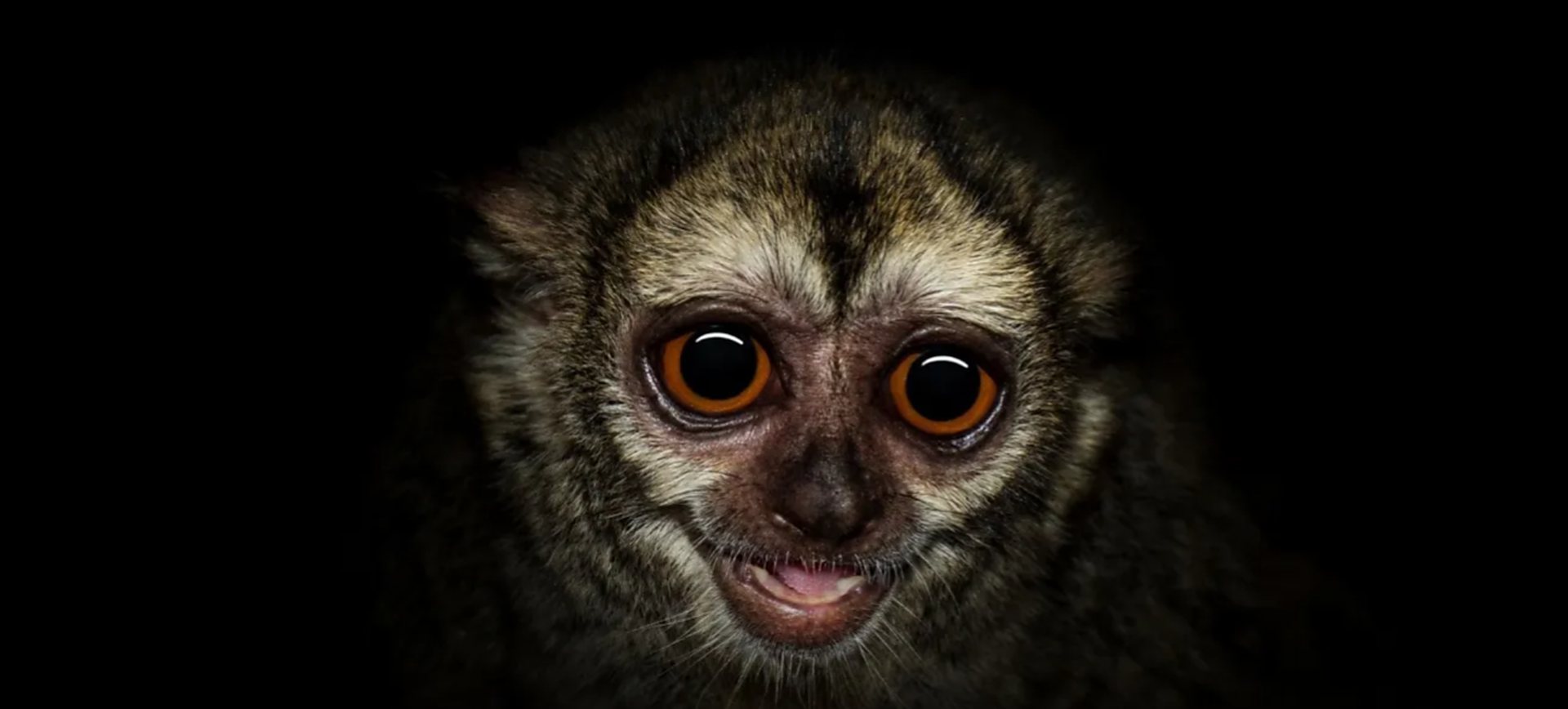 A night monkey staring out of total darkness, its huge eyes catching the light